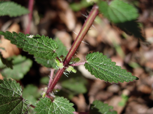 Urtica chamaedryoides